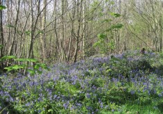Wivenhoe Woods in the Bluebell Season, April 2014