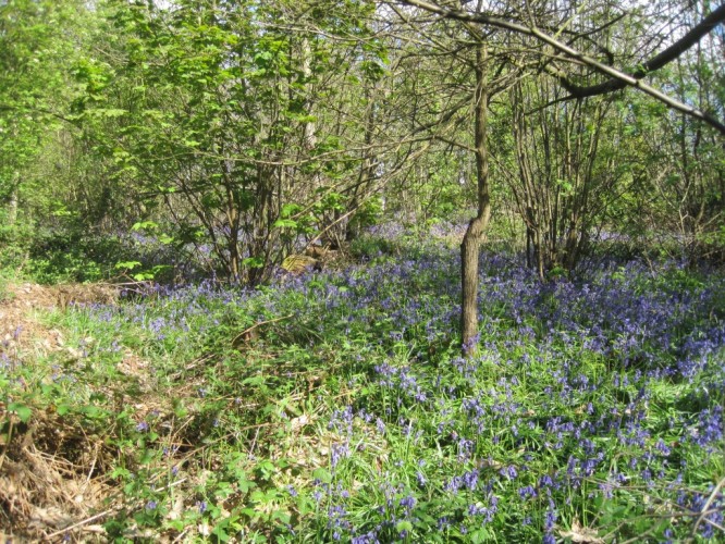 Wivenhoe Woods in the Bluebell Season, April 2014