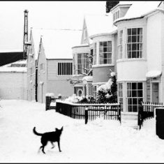 The Captains Cottages on The Quay, Wivenhoe, photograph entitled 'The Scavenger' by Sue Murray ARPS | Copyright Sue Murray ARPS